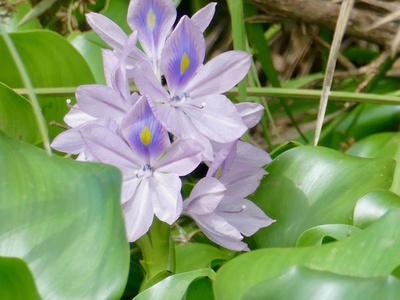 Water hyacinth