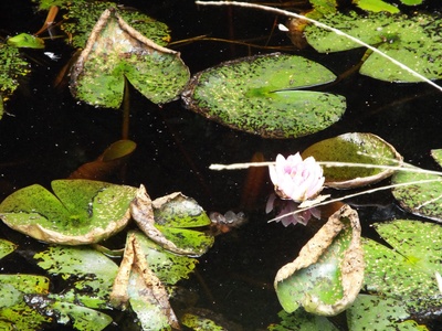 Water lily