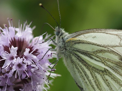 Water mint
