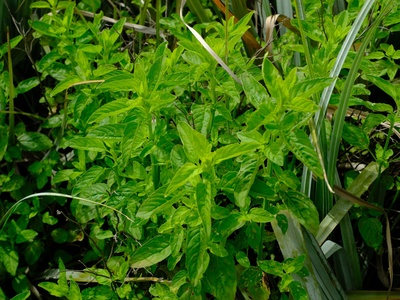Water Mint