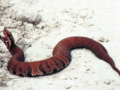 Water Moccasin