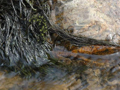 Water moss