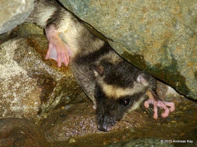 Water opossum