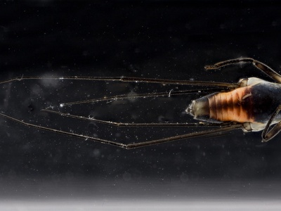 Water Strider