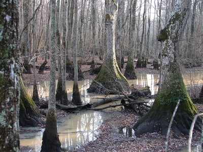 Water tupelo