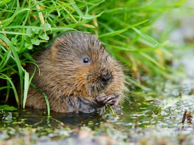 Water Vole