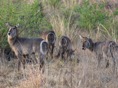 Waterbuck