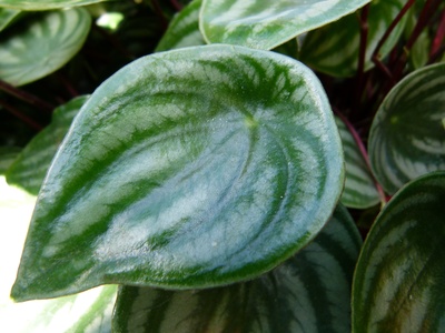 Watermelon Peperomia