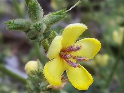Wavy-leaved Mullein