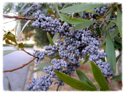 Wax myrtle