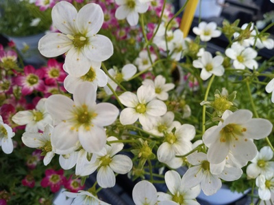 Waxflower