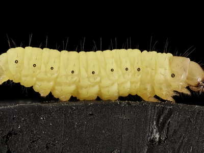 Waxworm