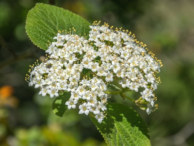 Wayfaring Tree