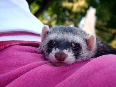 Weasel