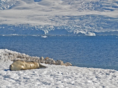 Weddell seal