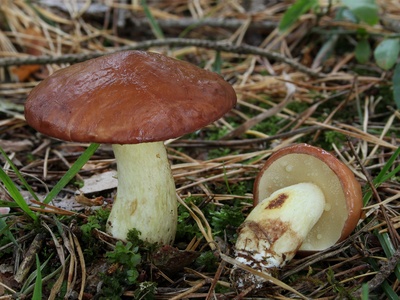 Weeping Bolete