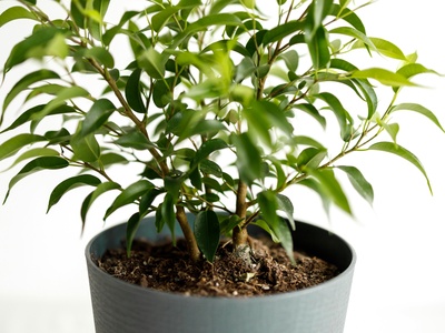 Weeping Fig