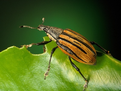 Weevil