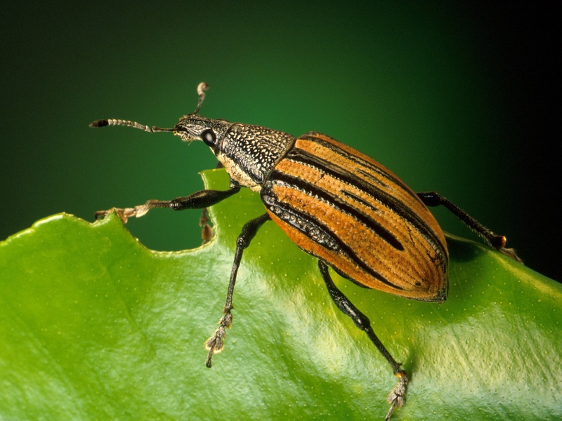 W Insect The Complete List of Common Animals That Start With W - Flora Fauna Fun