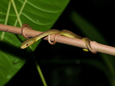 Weil's Tree Snake