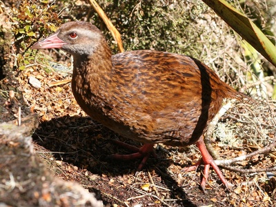 Weka