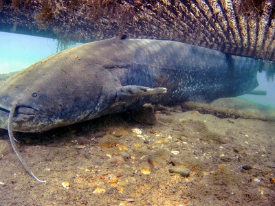 Wels Catfish