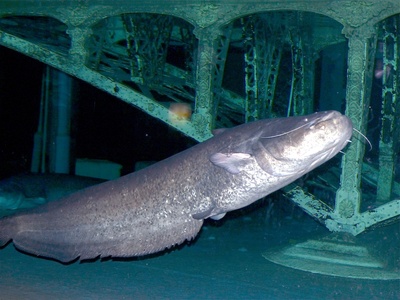Wels Catfish