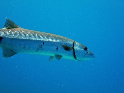 West African Barracuda