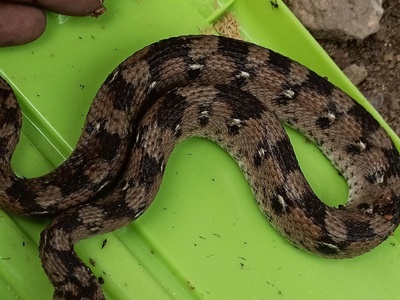 West African Carpet Viper