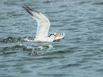 West African Crested Tern
