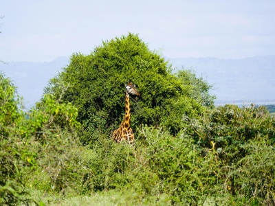 West African giraffe
