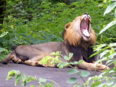 West African Lion