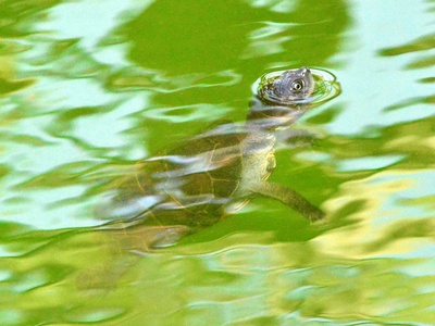 West African Mud Turtle