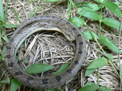 West African Night Adder