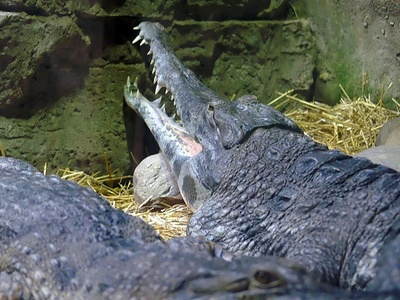 West African Slender-snouted Crocodile