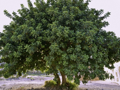 West Indian elm