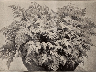 West Indian Tree Fern