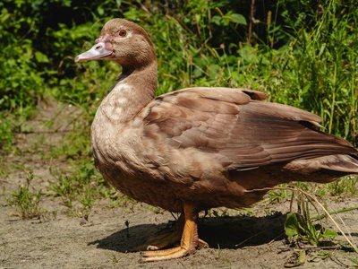 West Indian Whistling-Duck