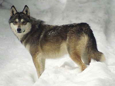 West Siberian Laika