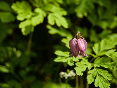 Western bleeding-heart