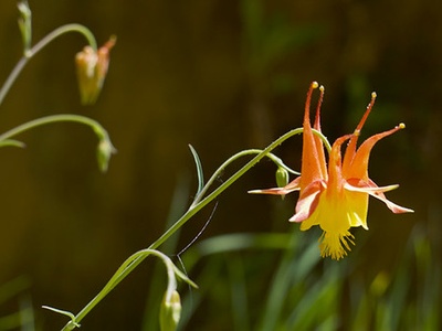 Western columbine