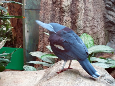 Western Crowned-pigeon