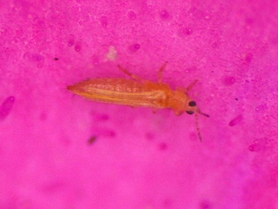 Western Flower Thrips