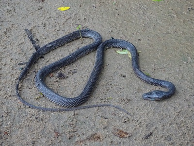 Western Forest File Snake