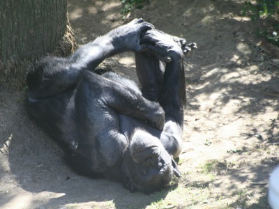 Western gorilla