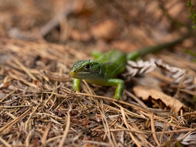 Western green lizard