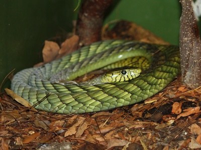 Western Green Mamba