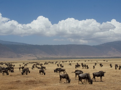 Western hartebeest