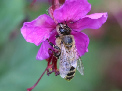 Western honey bee