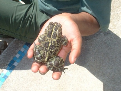 Western Leopard Toad